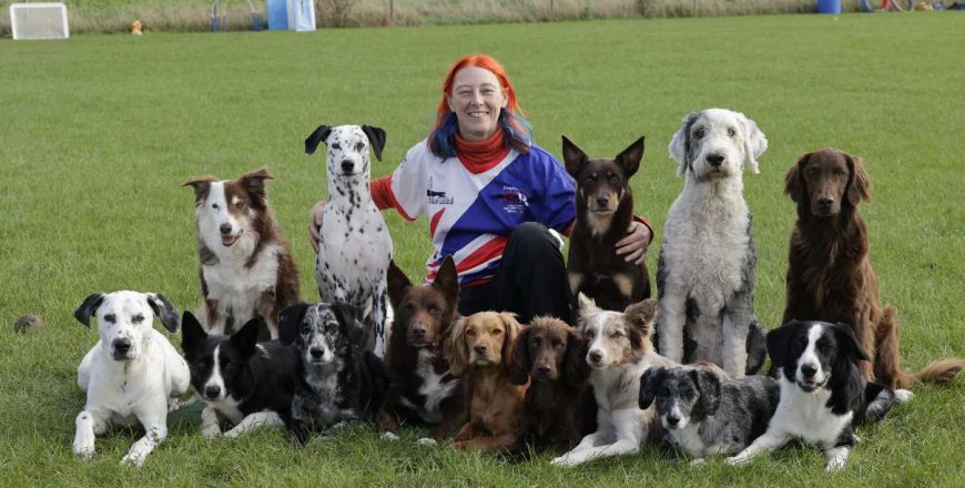 h dogs smaller.jpg